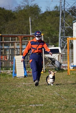 災害救助犬