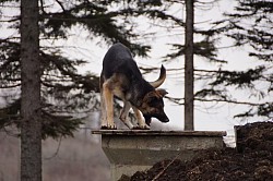 災害救助犬